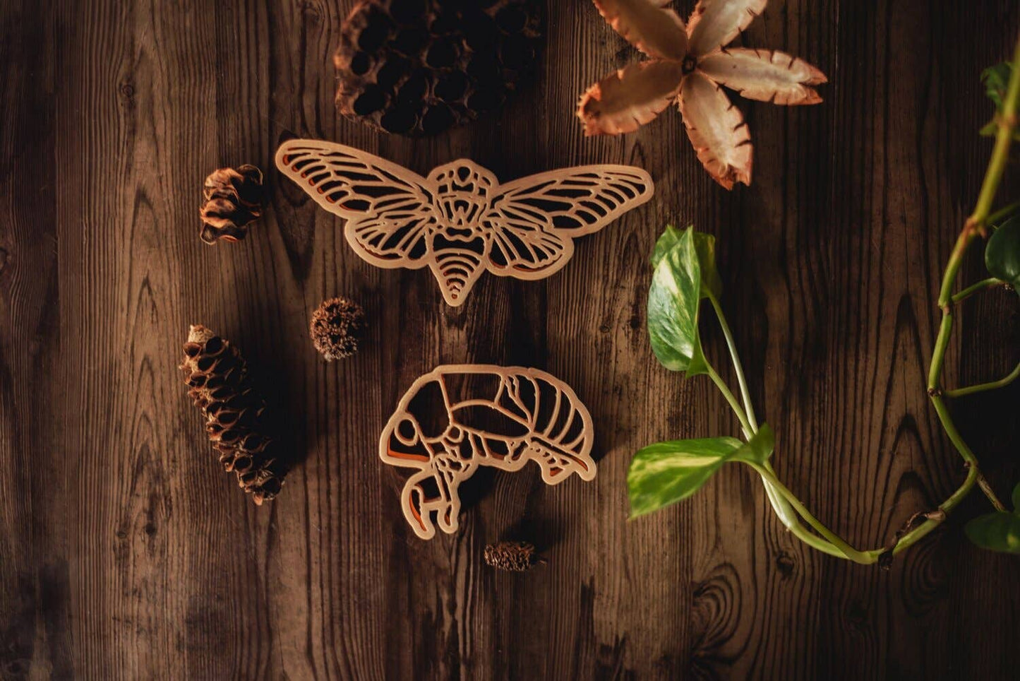 Cicada & Shell Eco Cutter™ Set