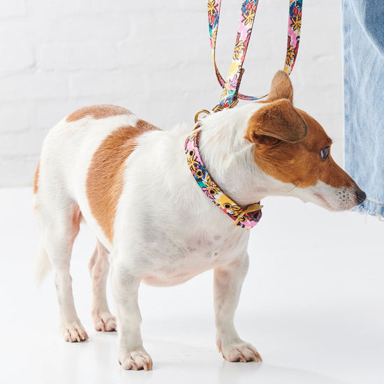 Kip and Co - Rio Dog collar