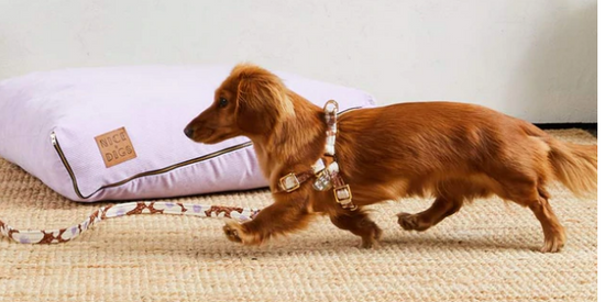DAISY PRINTED NON-PULL DOG HARNESS - PECAN SMALL
