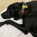 Kip and Co - Big Stripe Dog Collar